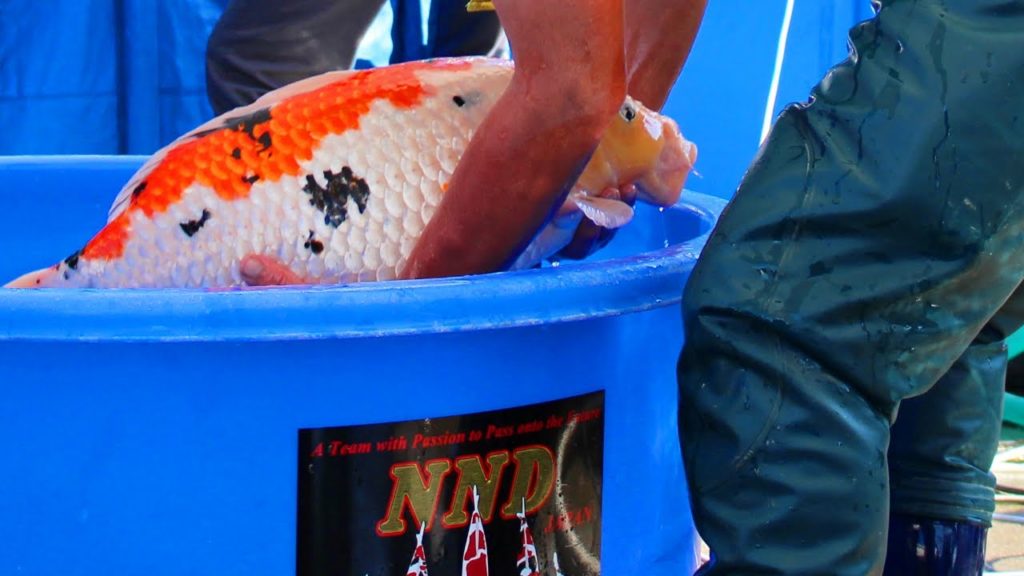 How do you pick up a fish (Koi) safely? - Compilation