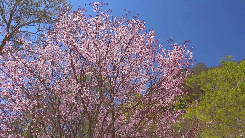 長野 奥裾花自然園 Nagano - Okususobana Nature Park 4K