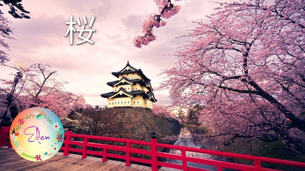 Sakura 桜 Cherry Blossom Tour in Hakodate, Japan – Spring 2017 Sakura 桜 Cherry Blossom Tour in Hakodate, Japan - Spring 2017