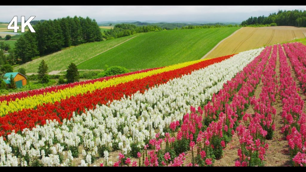 富良野・美瑛の花風景 Furano and Biei Hokkaido 【4K UHD】　美しい日本の風景　The Beautiful Scenery of Japan