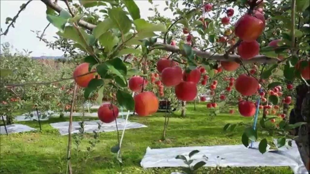 Apple Picking in Aomori