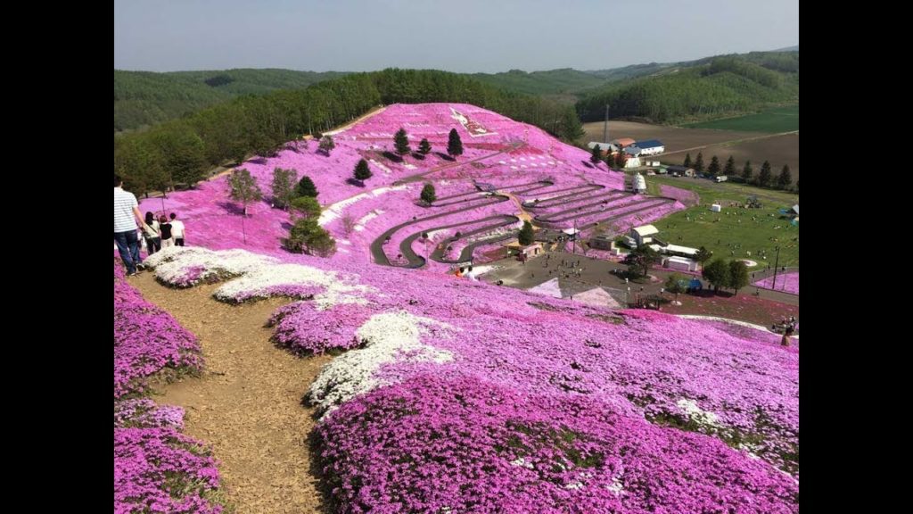 Incredible Flowers in Hokkaido Japan