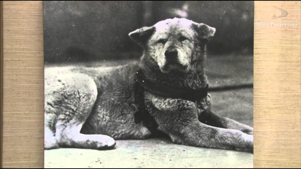 Akita Dog(秋田犬) Akita Dog(秋田犬)