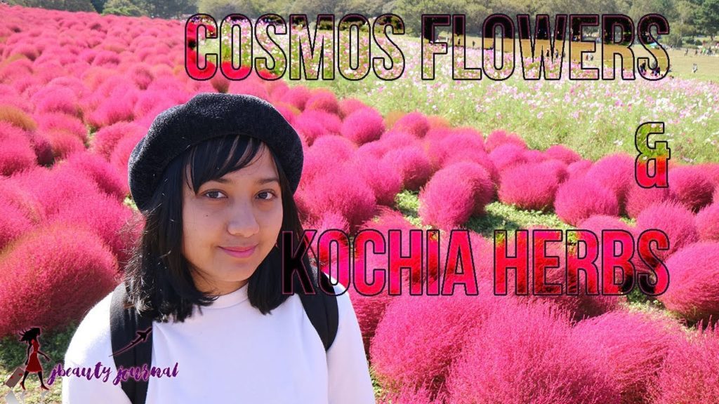 Hitachi Seaside Park Japan in Autumn Hitachi Seaside Park Japan in Autumn