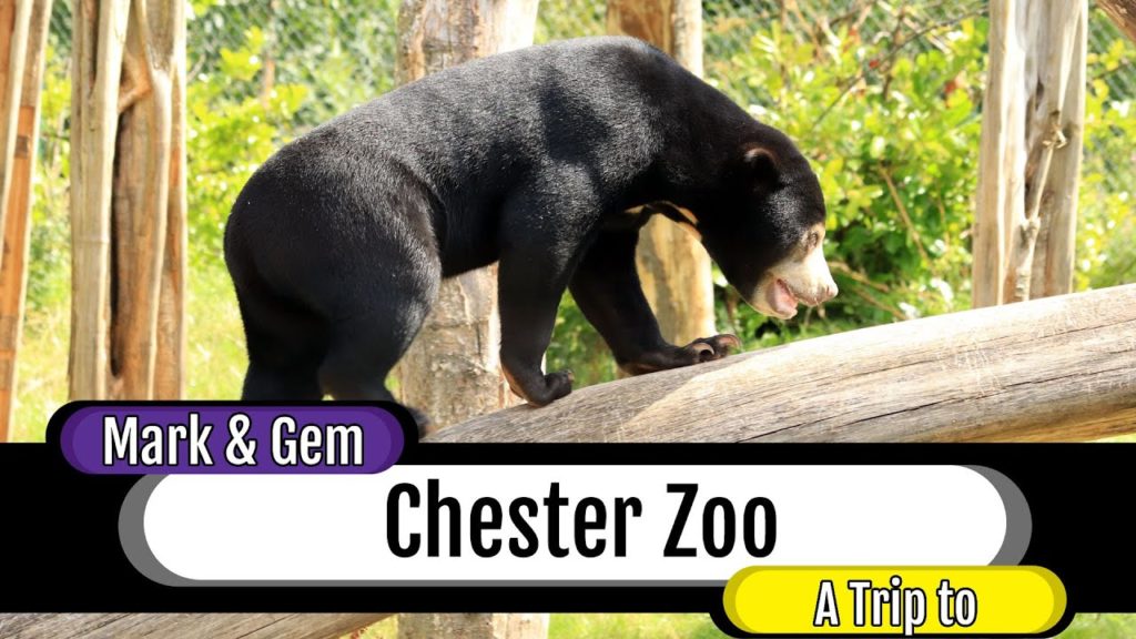 A Trip to Chester Zoo - August 2019