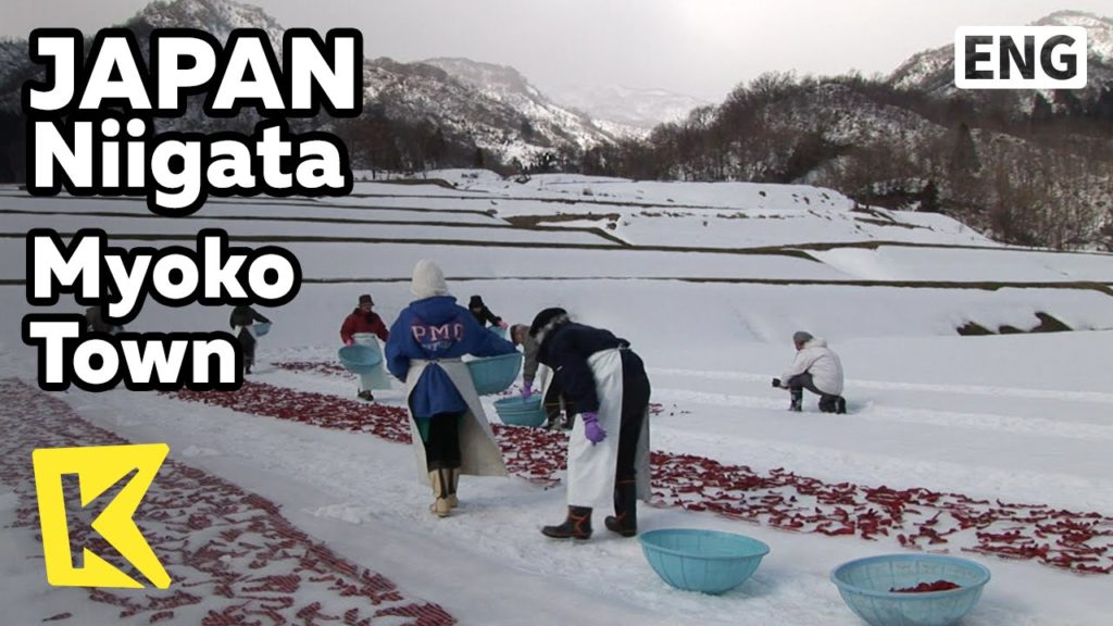 【K】Japan Travel-Niigata[일본 여행-니가타]묘코 마을, 눈밭에 말려 만든 고추장/Kanzuri/Myoko Town