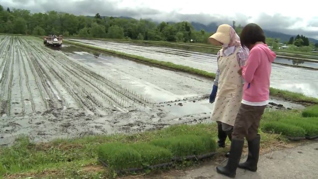 〔Akita-Semboku Sightseeing〕Experience Rice Planting in Semboku City