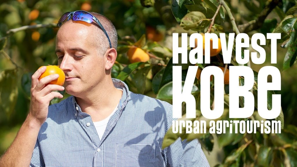 HARVEST KOBE "Kobe Persimmons" HARVEST KOBE "Kobe Persimmons"
