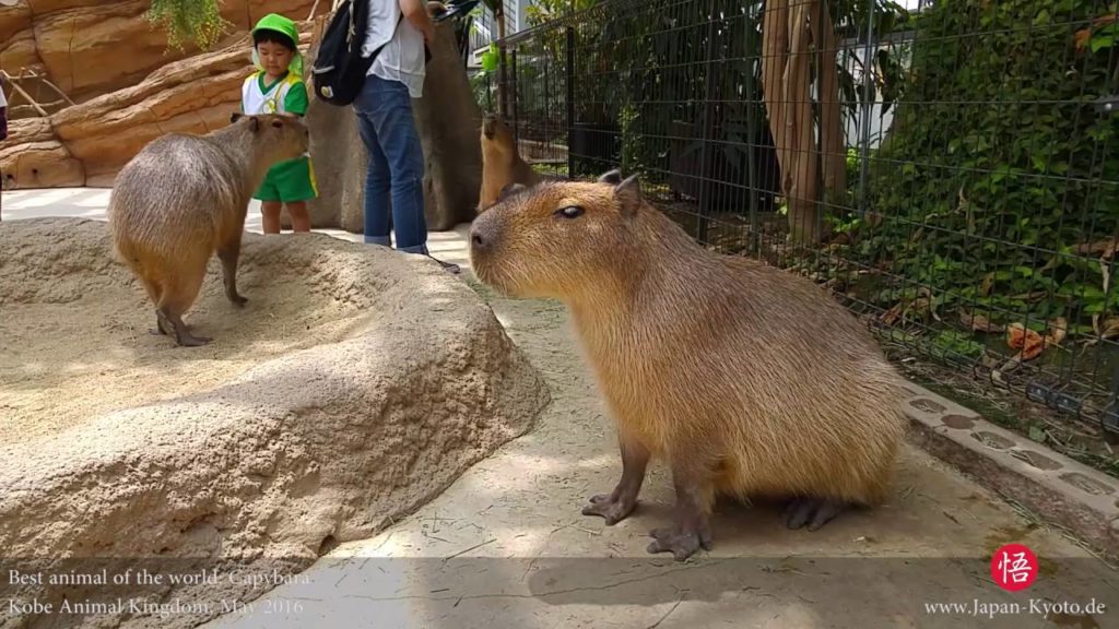 Capybara at Kobe Animal Kingdom, Japan