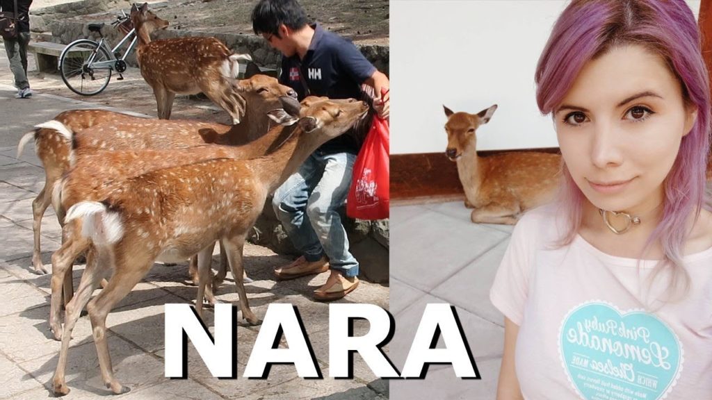 LOS VENADITOS ME PERSIGUEN EN NARA | MaryanMG LOS VENADITOS ME PERSIGUEN EN NARA | MaryanMG