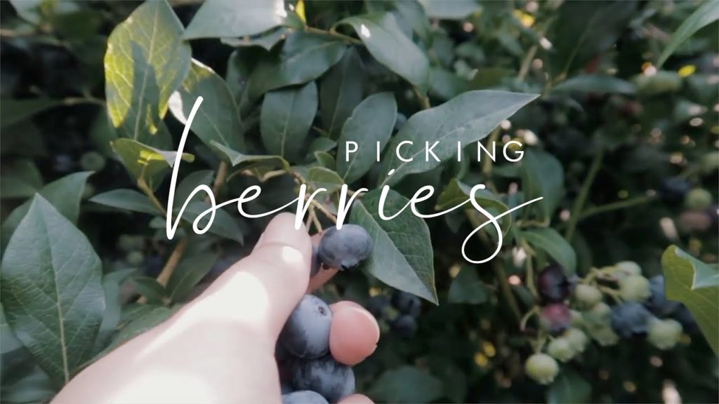blueberry picking | pnw summer vlog