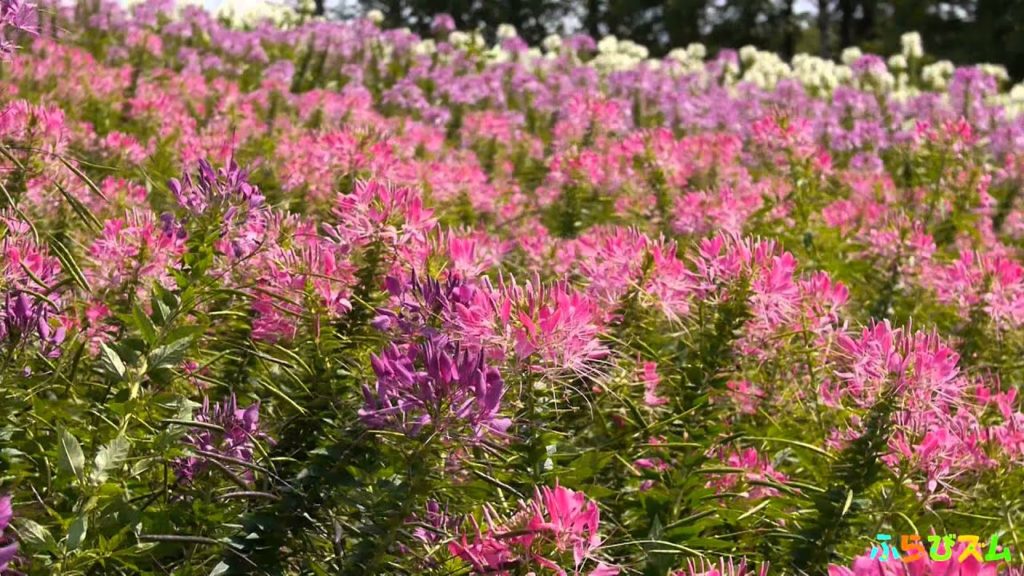 【ふらびズム】Furano Flowers クレオメ(2013.8.29取材)