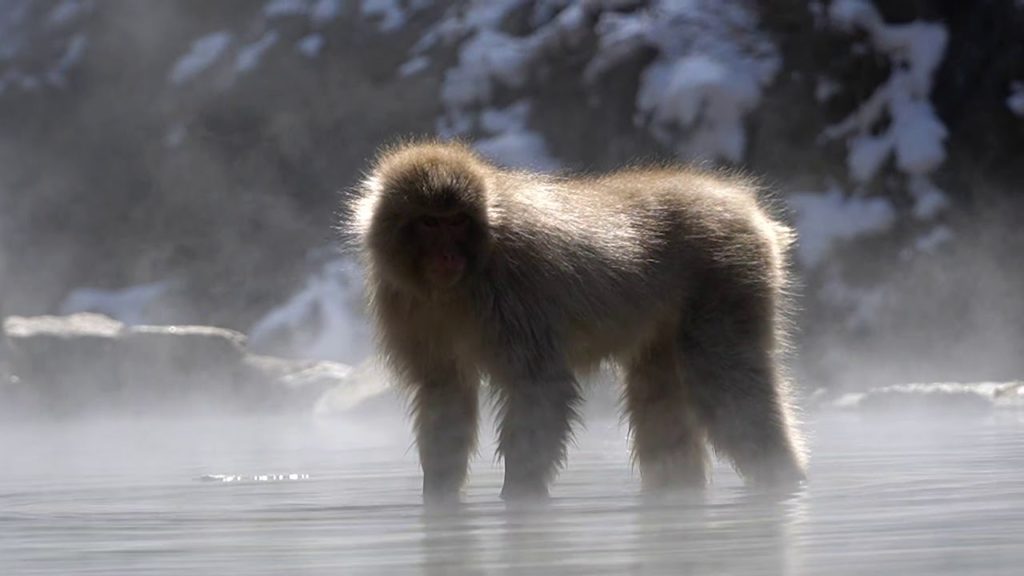 Nagano & Mount Fuji, april 2019