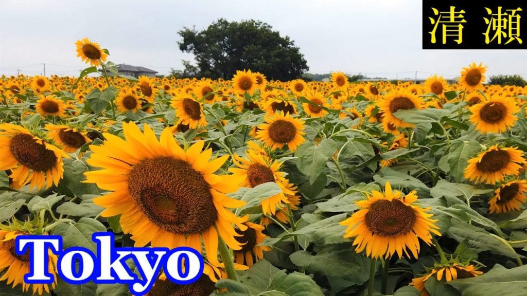 HQ Sound🎧 Walking Tokyo 🌻 Kiyose Sunflower Festival　関東有数のヒマワリ畑、清瀬ひまわりフェスティバル 2019　【高音質】Japan　日本東京