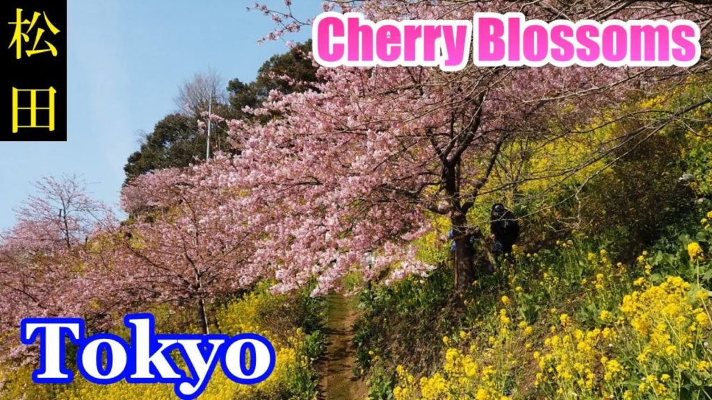 HQ Sound🎧 Walking Tokyo 🌸 Matsuda　Cherry Blossoms　まつだ桜まつり 2019・河津桜（神奈川県・松田町）　【高音質】Japan　日本東京　櫻花