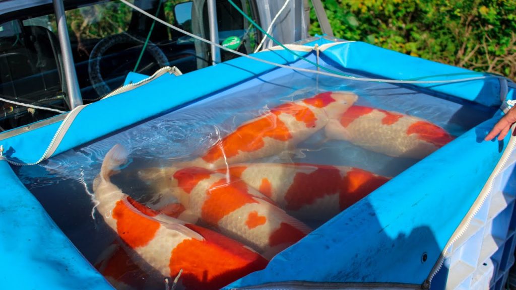 Tategoi Nisai Koi Harvest | Dainichi visit Tategoi Nisai Koi Harvest | Dainichi visit