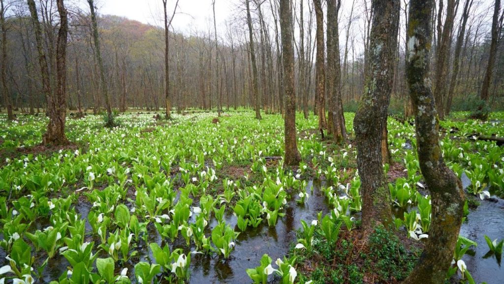 JG 4K 秋田 刺巻湿原 Sashimaki wetland,Akita
