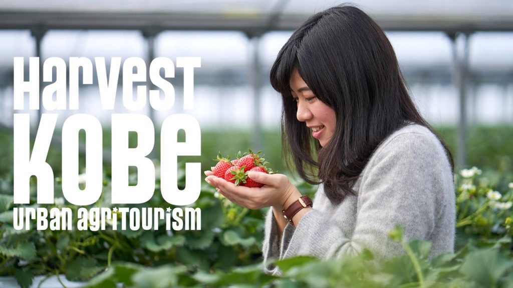 HARVEST KOBE "Kobe Strawberries"