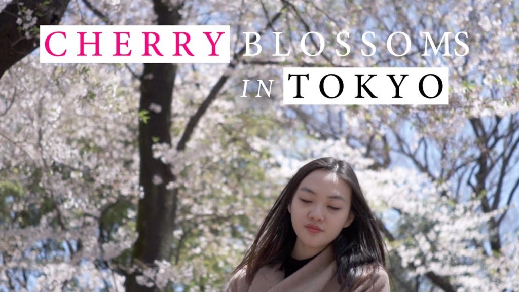 Dreamy spring: Cherry Blossoms in Tokyo | Travel With My Dear | Tokyo Vlog | 4K Dreamy spring: Cherry Blossoms in Tokyo | Travel With My Dear | Tokyo Vlog | 4K