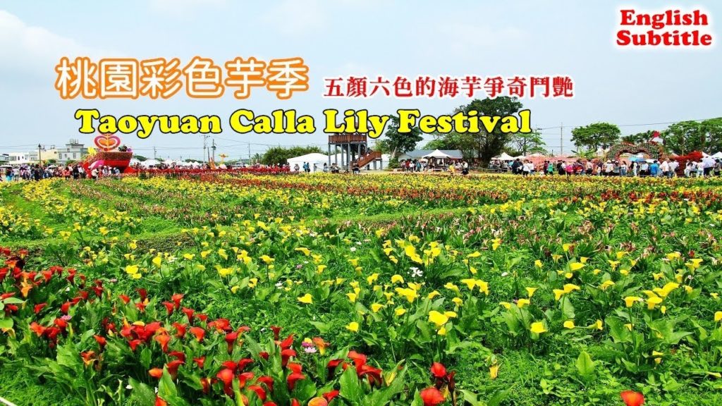 2019桃園彩色海芋季教你搭免費接駁車,現場五顏六色的花海讓你的快門停不下來! 2019桃園彩色海芋季教你搭免費接駁車,現場五顏六色的花海讓你的快門停不下來!