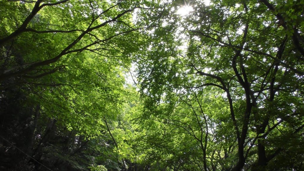 Mount Takao 高尾山 Tokyo, Japan [4K]