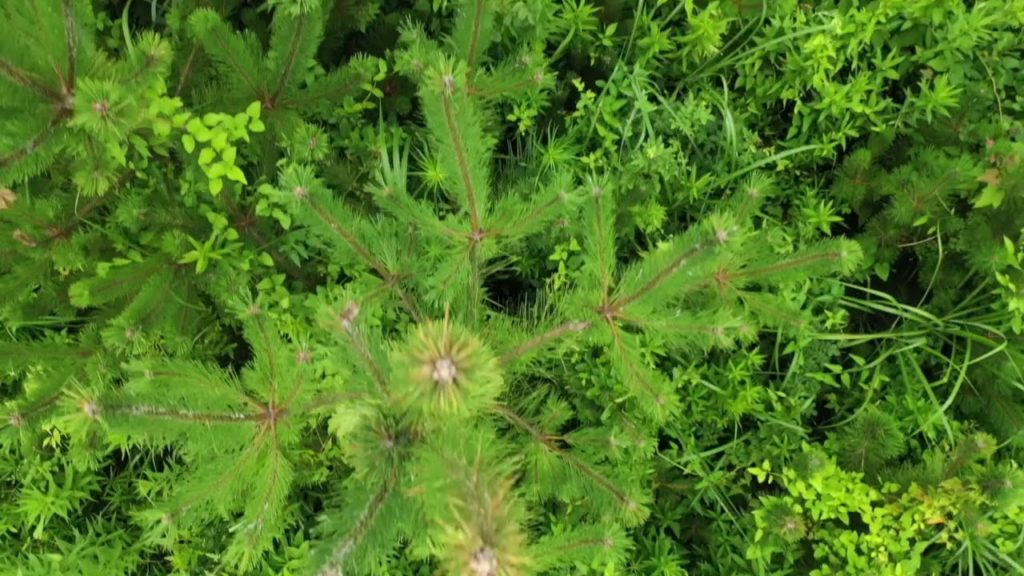 ~モフモフした植物が創る不思議な世界,房総フラワーライン,千葉県,Amazing plant world, Boso flower line, Chiba,Japan, summer 2019