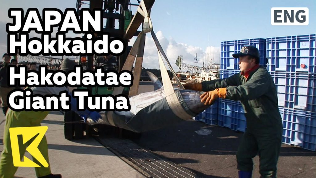 【K】Japan Travel-Hokkaido[일본 여행-홋카이도]하코다테 명물, 거대 다랑어!/Hakodatae/Giant Tuna/Port