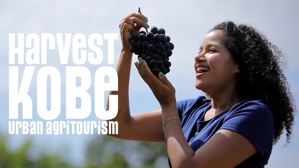 HARVEST KOBE "Kobe Grapes" HARVEST KOBE "Kobe Grapes"