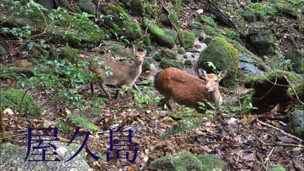 【Travel Vlog】世界遺産屋久島 & 鹿児島 3泊4日 Yakushima (World Heritage) & Kagoshima Trip 2019.9.5 – 8 【Travel Vlog】世界遺産屋久島 & 鹿児島 3泊4日 Yakushima (World Heritage) & Kagoshima Trip 2019.9.5 - 8