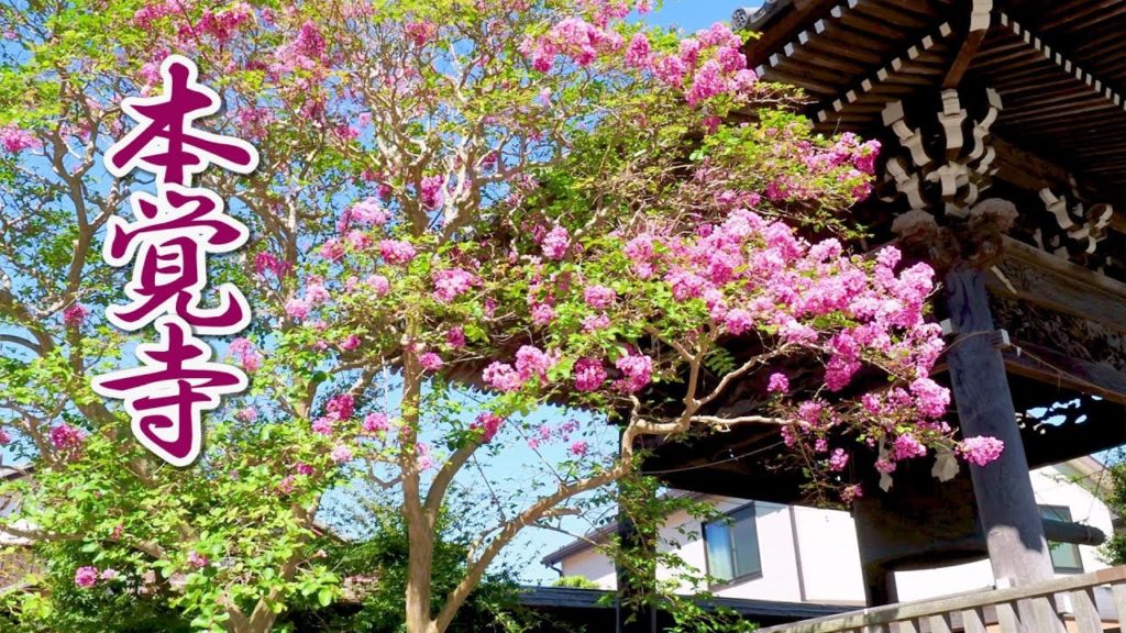 Crepe Myrtle of Hongakuji Temple, Kamakura.本覚寺 #4K