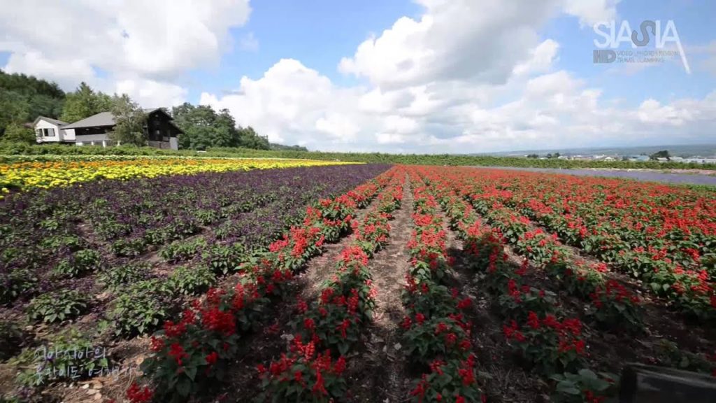 2nd Day Farm TOMITA Hokkaido Japan Travel