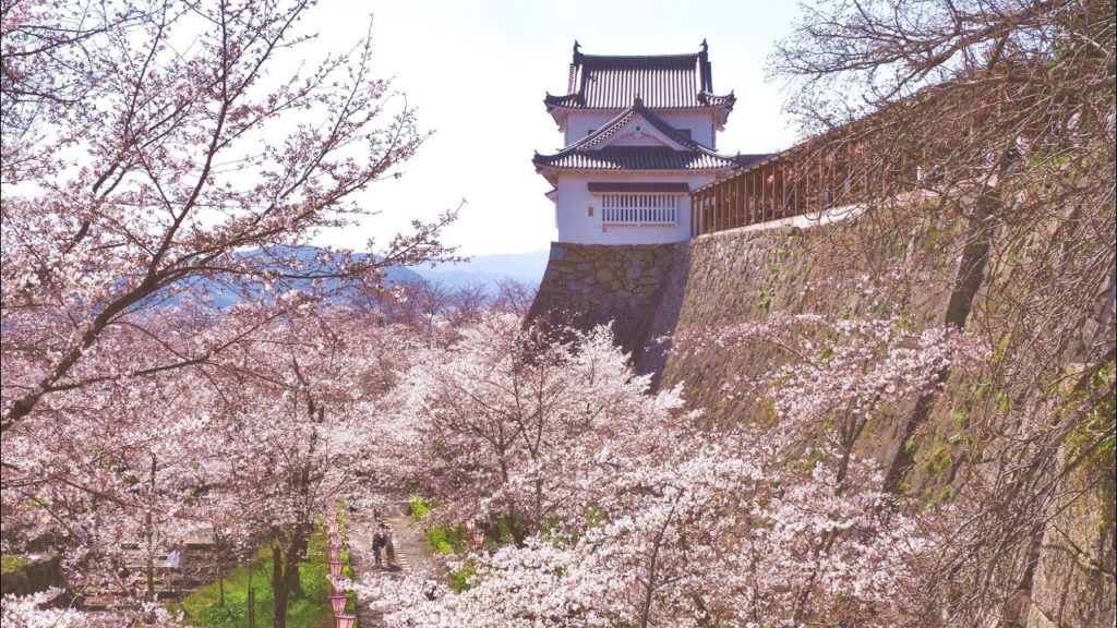 JG☆☆☆ 4K HDR 岡山 桜の津山城 (史跡,城百選) Okayama,Sakura at Tsuyama Castle(Historic site,Castle100)