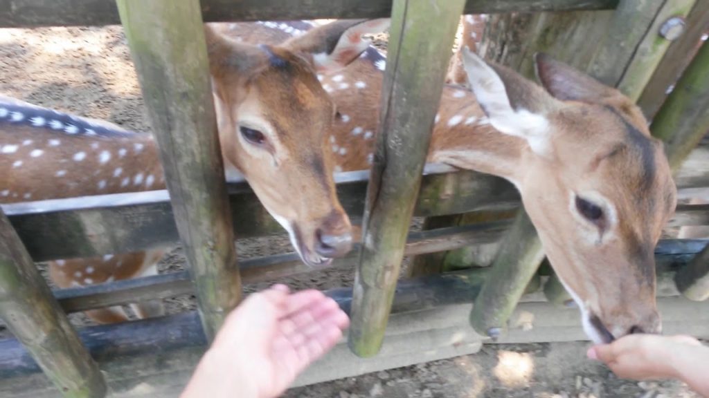 A Day in Tobu Zoo | Trip to Japan 2017