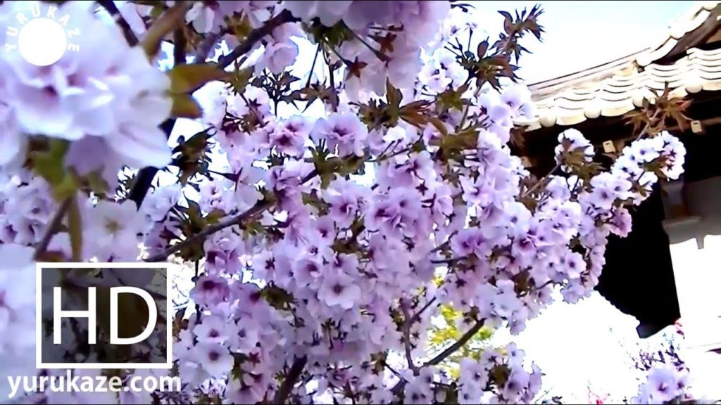Bike ride to Osaki Hachiman Shrine in Hachiman, Sendai, Miyagi, Tohoku, Japan
