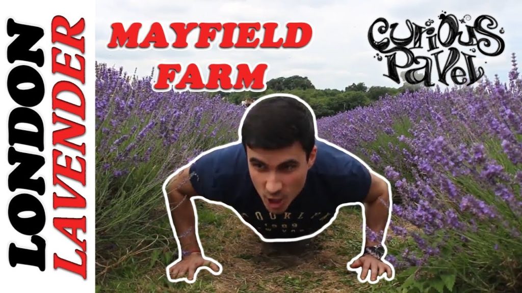 Mayfield Lavender Farm UK, Secret London, Banstead (Lavender fields)