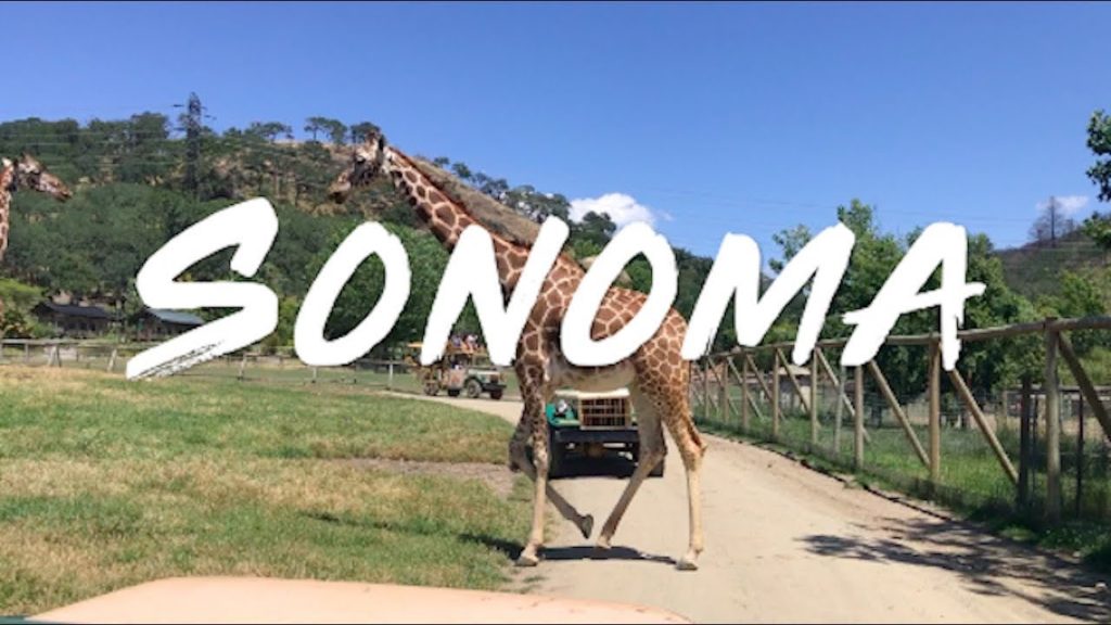 Sonoma Wine Country | Travel Guide