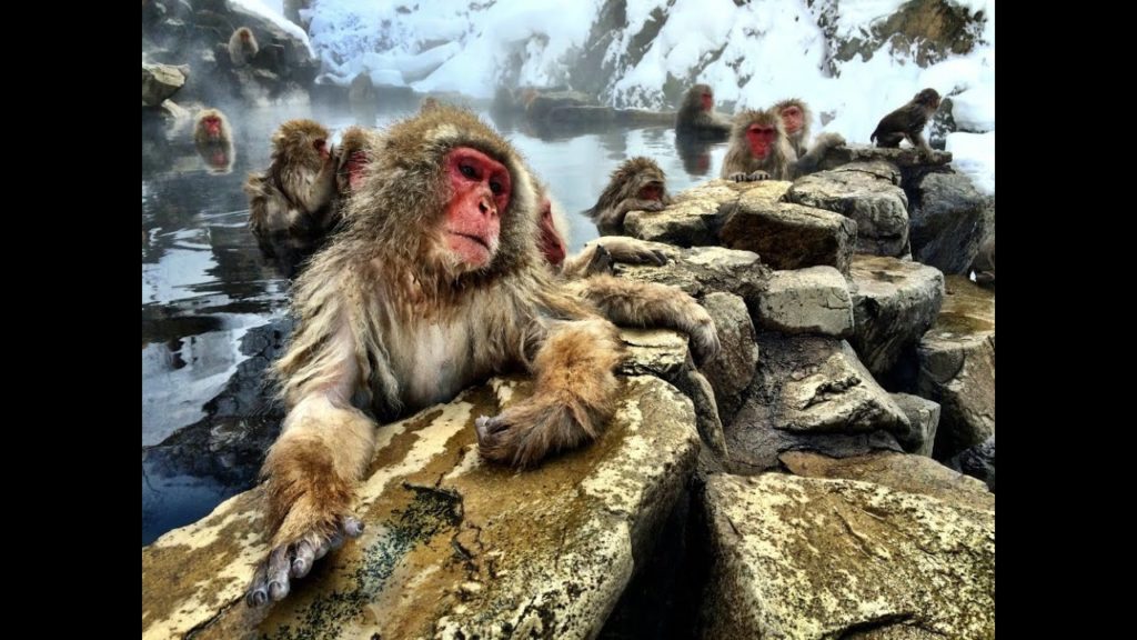 Nagano Snow Monkeys in Japan