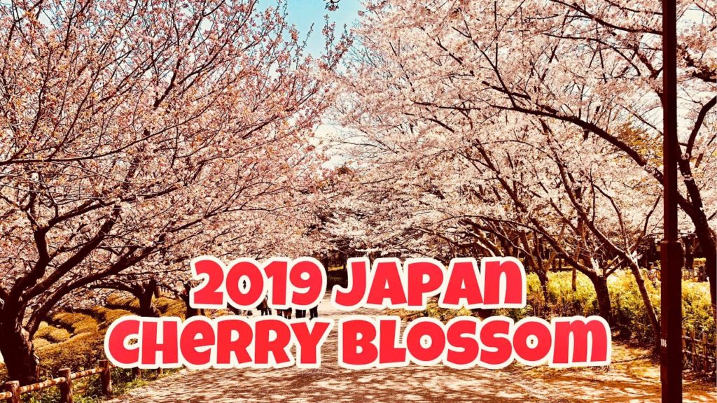 CHERRY BLOSSOM: Japan sakura 2019 (Aobanomori Park Chiba) CHERRY BLOSSOM: Japan sakura 2019 (Aobanomori Park Chiba)