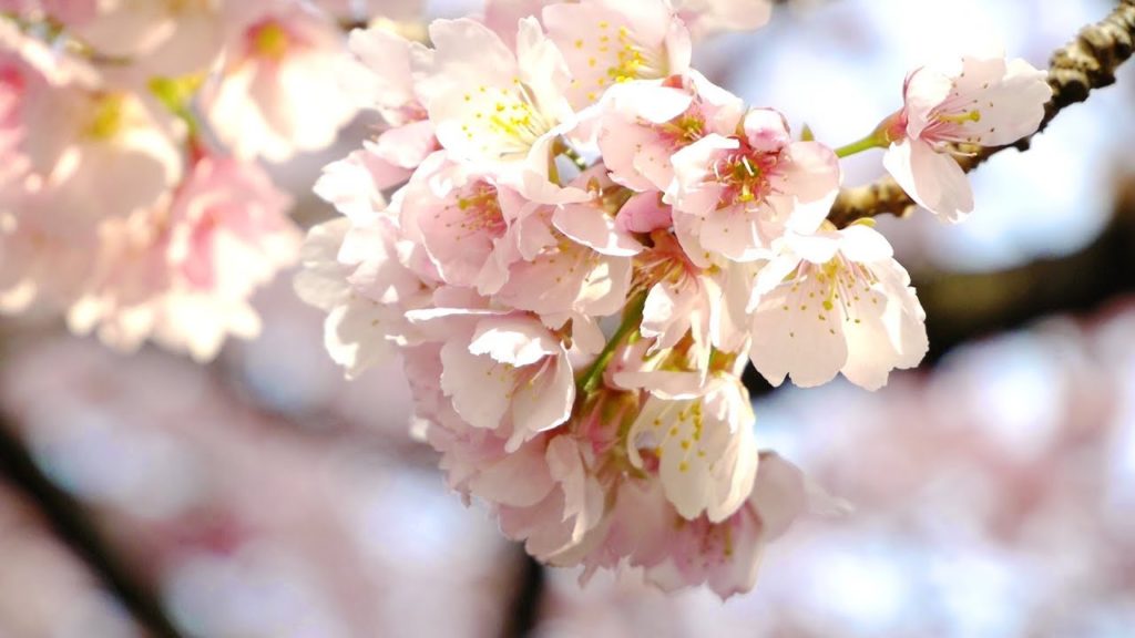 Sakura Cherry Blossoms in Ueno Park