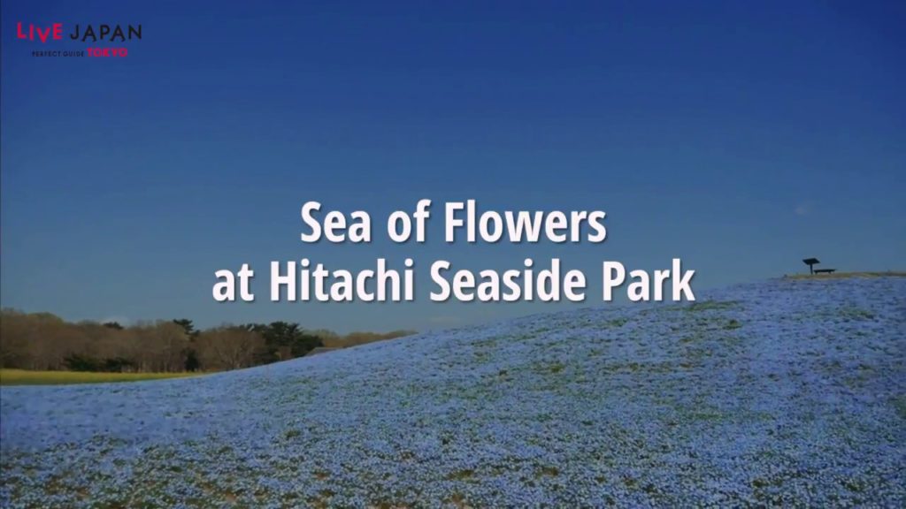 Sea of Flowers at Hitachi Seaside Park - LIVE JAPAN