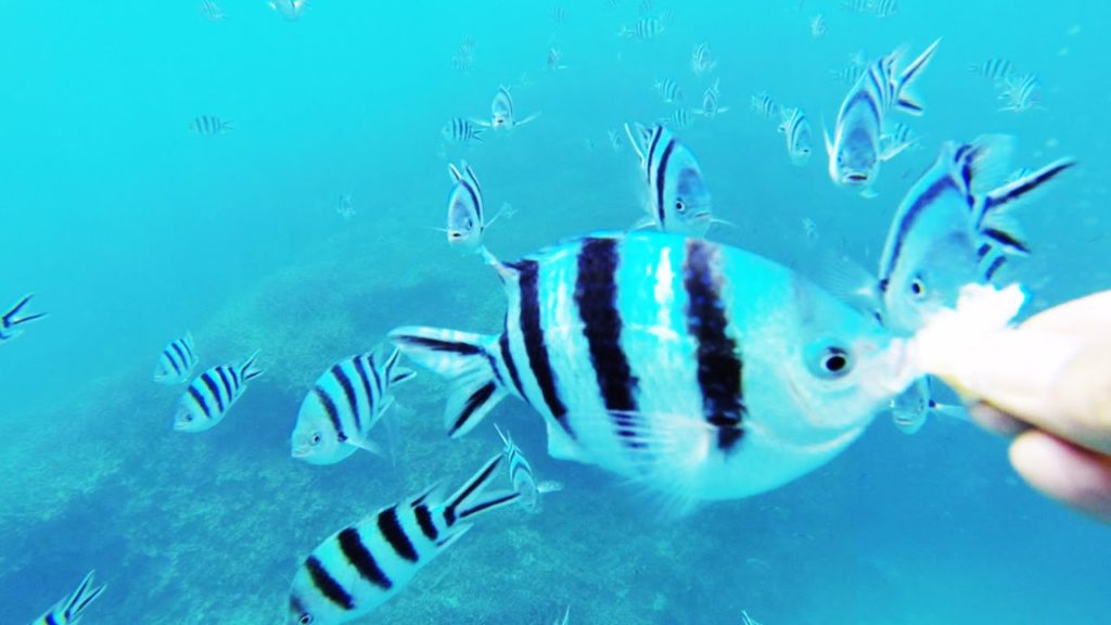 Free and Easy Solo Trip to Okinawa