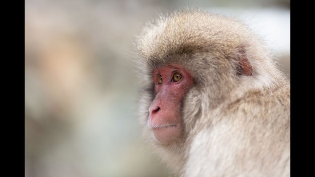 Japan Trip 2019 Stage 3: Japanese Alps