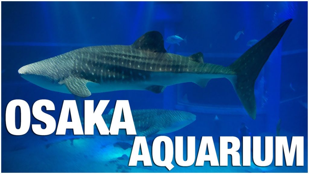 Osaka Aquarium Kaiyukan Tour