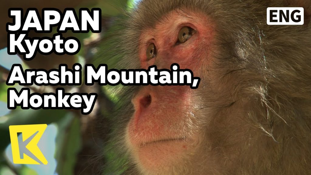 【K】Japan Travel-Kyoto[일본 여행-교토]아라시 산, 일본 야생 원숭이 서식지/Arashi Mountain/Arashiyama/Monkey