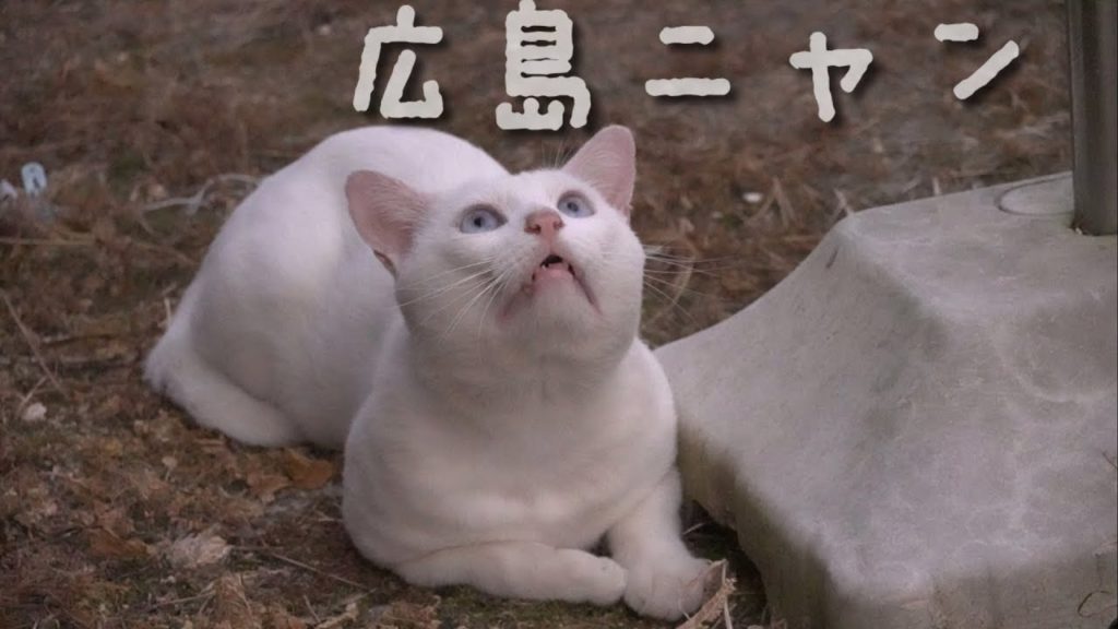 【日本旅 Japan Travel #3】 広島の田舎の風景ときくちゃん、ロッキーちゃん Hiroshima Countryside kiku Rocky│Infoveller