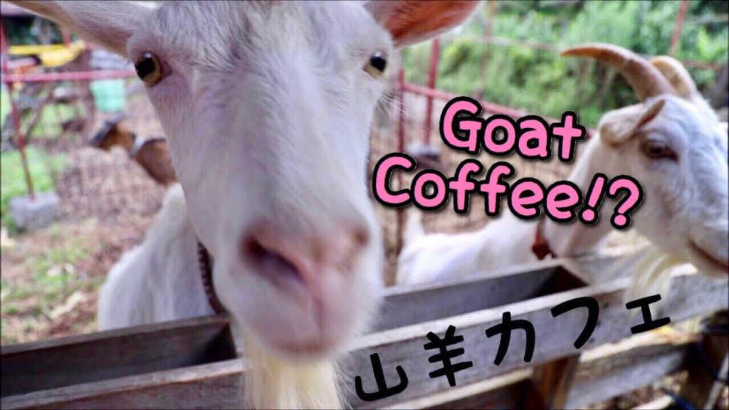 A GOAT COFFEE IN JAPAN !? 用宗に山羊カフェが⁉ (Eng Subs)