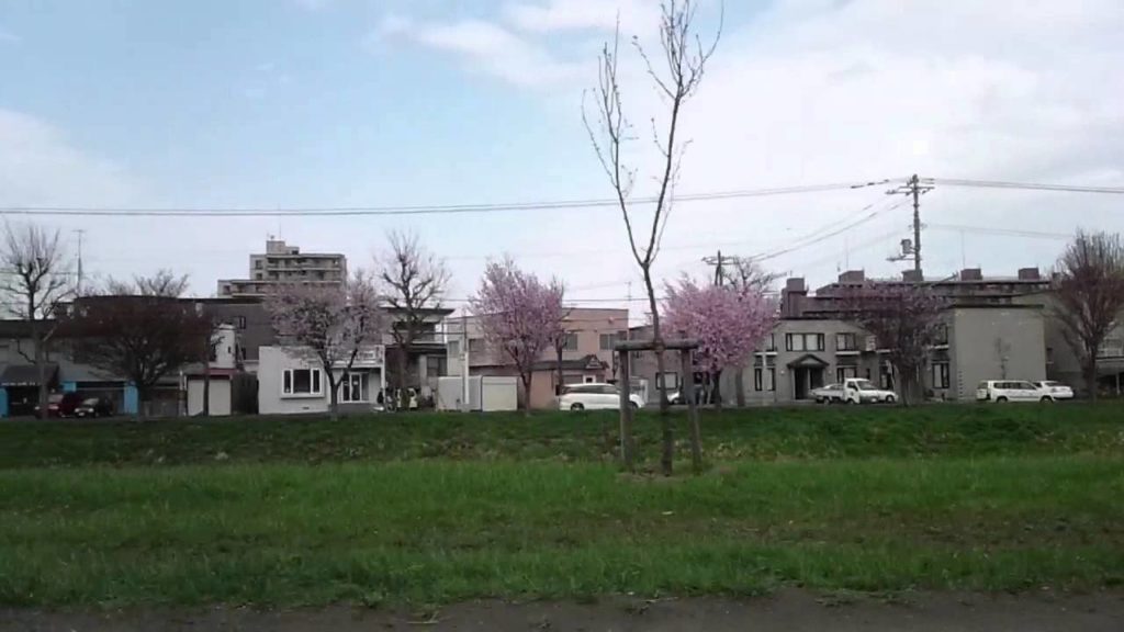 Travel Hokkaido【北海道　観光】桜 sakura