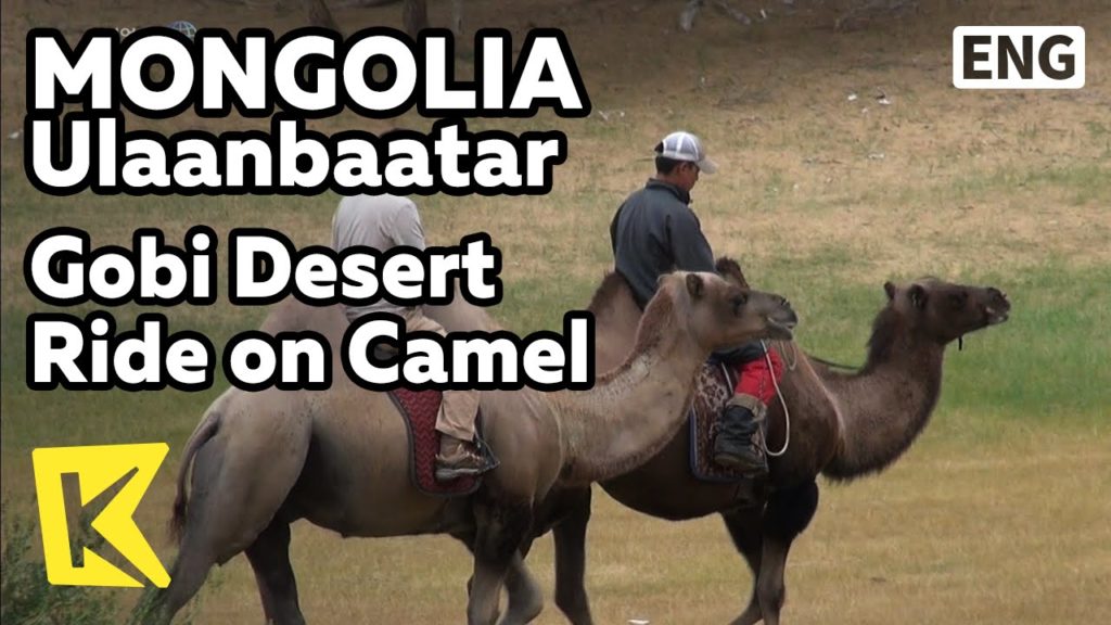 【K】Mongolia Travel-Ulaanbaatar[몽골 여행-울란바토르]고비 사막에서 낙타 타기/Bactrian Camel/Ride/Gobi/Desert