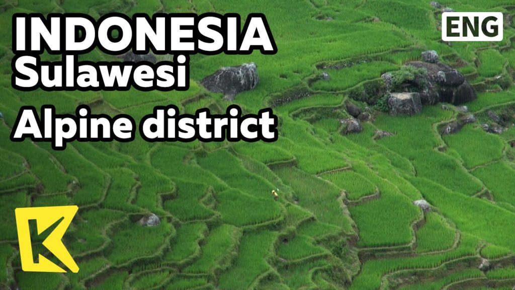 【K】Indonesia Travel-Sulawesi[인도네시아 여행-술라웨시]타나토라자 고산지대 마을/Alpine district/Tana Toraja/Coffee