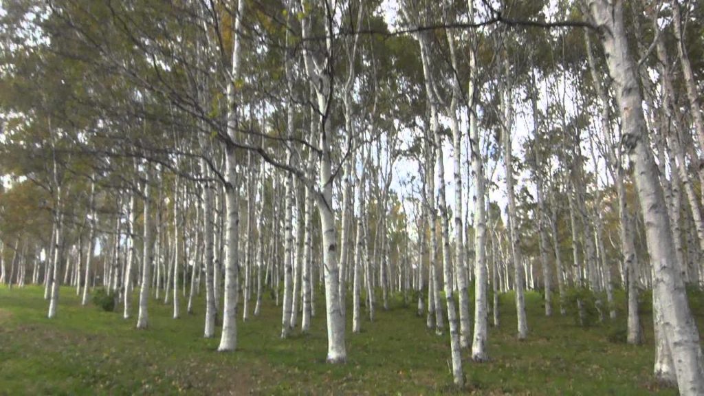 [Travel Hokkaido] 前田森林公園 白樺 Maeda forest park White birch